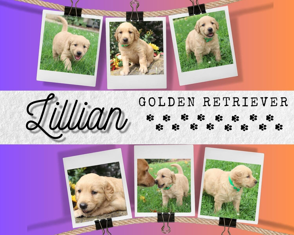 Lillian Female AKC Golden Retriever $450