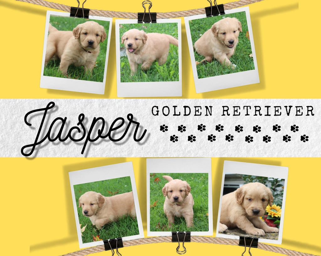 Jasper Male AKC Golden Retriever $450