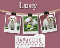 Lucy Female Cavachon $195