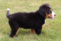 Bailey Female AKC Bernese Mountain Dog $350