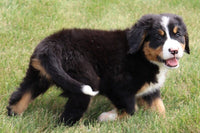 Sophie Female AKC Bernese Mountain Dog $350
