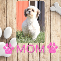 Marcy Female Shihpoo $450