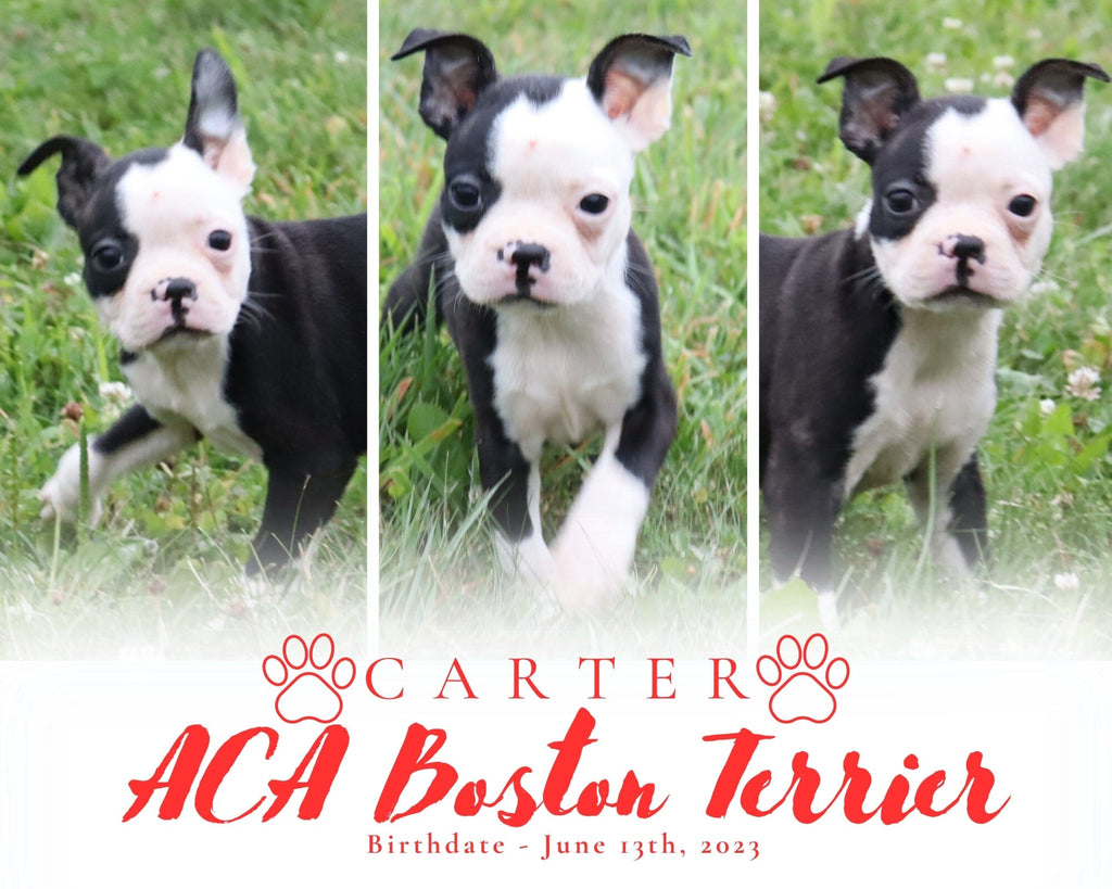 Carter Male ACA Boston Terrier $600