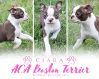 Ciara Female ACA Boston Terrier $650