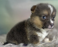 Corgi Puppies for sale
