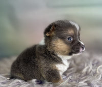 Corgi Puppies for sale
