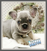 Daxton AKC Male French Bulldog $2400