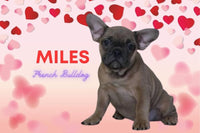 Miles Male French Bulldog $1100
