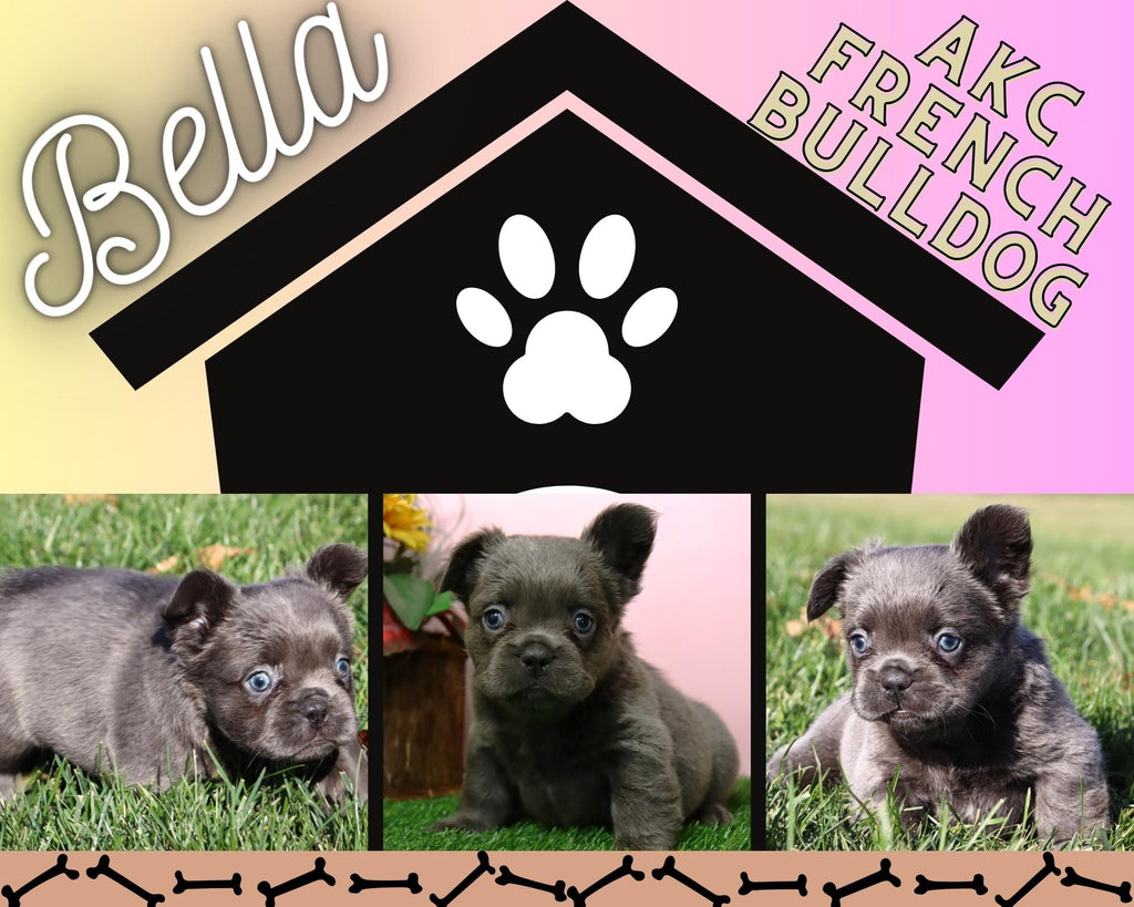 Bella AKC Female FLUFFY French Bulldog $4500