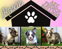 Roxie AKC Female FLUFFY French Bulldog $9500