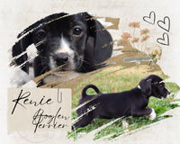 Renie Female Boglen Terrier $950