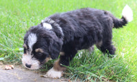 Keith Male Aussiedoodle $450