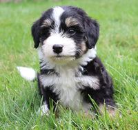 Keith Male Aussiedoodle $450