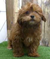 Marcy Female Shihpoo $450