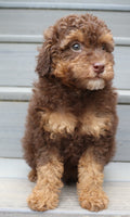 Tommy Male Mini Poodle $695