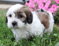 Pansy Female Shihpoo $725