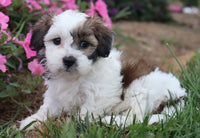 Pansy Female Shihpoo $725