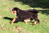 Piper Female AKC Bernese Mountain Dog $350