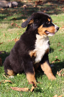Piper Female AKC Bernese Mountain Dog $350