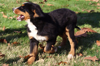 Penelope Female AKC Bernese Mountain Dog $350