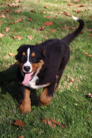Penelope Female AKC Bernese Mountain Dog $350