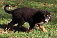 Oscar Male AKC Bernese Mountain Dog $350