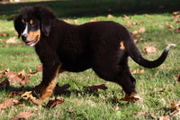 Oscar Male AKC Bernese Mountain Dog $350