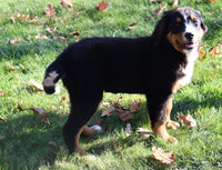 Owen Male AKC Bernese Mountain Dog $350