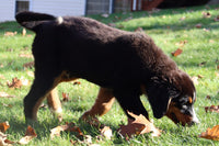 Owen Male AKC Bernese Mountain Dog $350