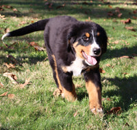 Oliver Male AKC Bernese Mountain Dog $350