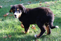 Oliver Male AKC Bernese Mountain Dog $350