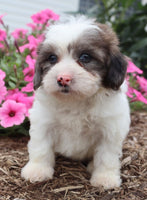 Cookie Male Shihpoo $425