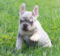 Lylah AKC Female French Bulldog $2995