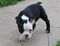 Carter Male ACA Boston Terrier $600