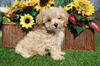 Indy Male Maltipoo $795