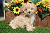 Indy Male Maltipoo $795