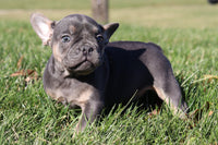 Lexi AKC Female French Bulldog $1700