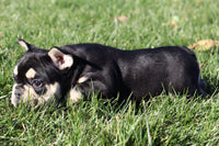 Darla AKC Female French Bulldog $1900
