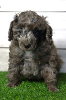 Tobie Male AKC Mini Poodle $500