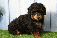 Marla Female AKC Mini Poodle $500