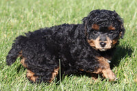 Marla Female AKC Mini Poodle $500
