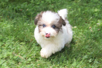 Cookie Male Shihpoo $425