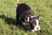 Vinnie Male ACA Boston Terrier $500