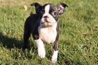 Vinnie Male ACA Boston Terrier $500