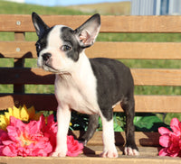 Barney Male ACA Boston Terrier $500