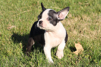 Barney Male ACA Boston Terrier $500