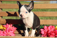 Wrigley Male ACA Boston Terrier $500