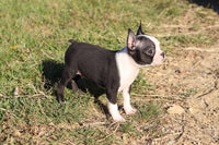 Wrigley Male ACA Boston Terrier $500