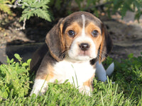 Scooter Male Beagle $350
