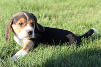 Scooter Male Beagle $350